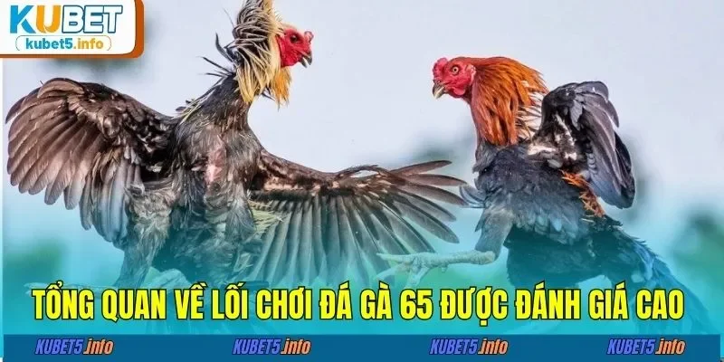 Tổng quan về lối chơi đá gà 65 được đánh giá cao 